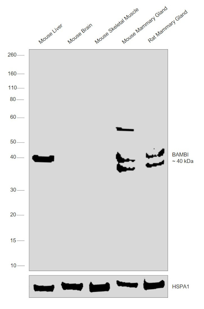 BAMBI Antibody