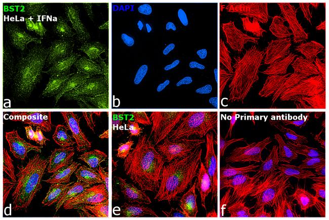 BST-2 Antibody