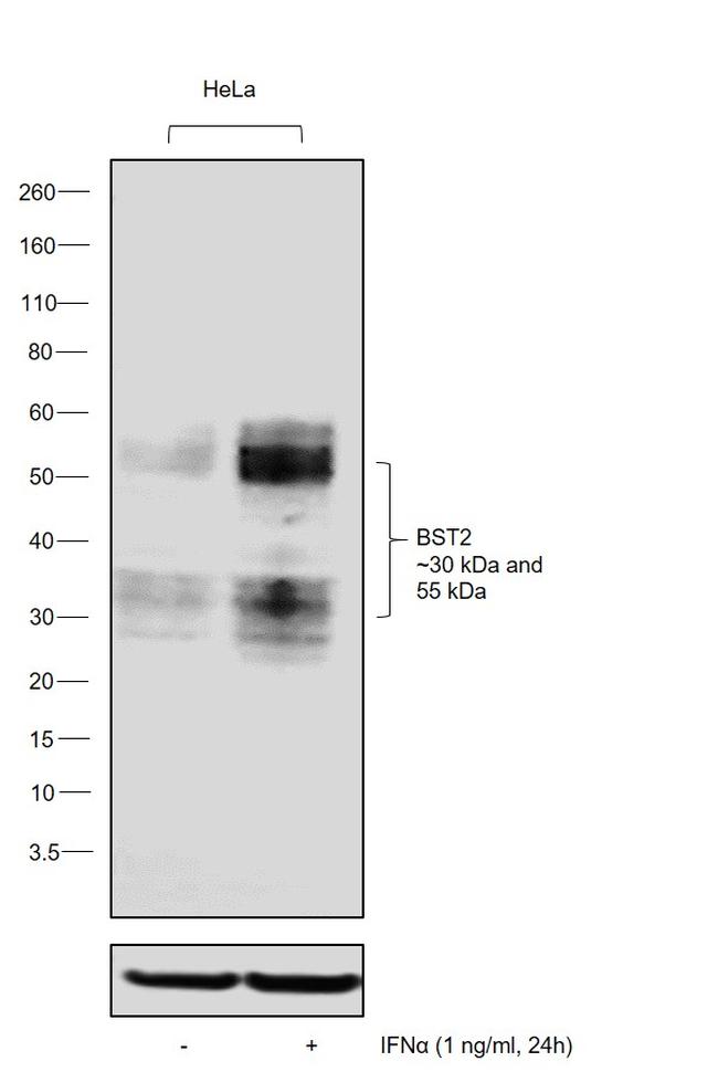 BST-2 Antibody in Western Blot (WB)