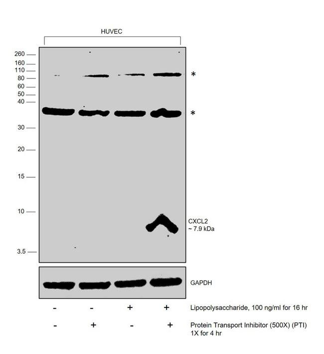 CXCL2 Antibody in Western Blot (WB)