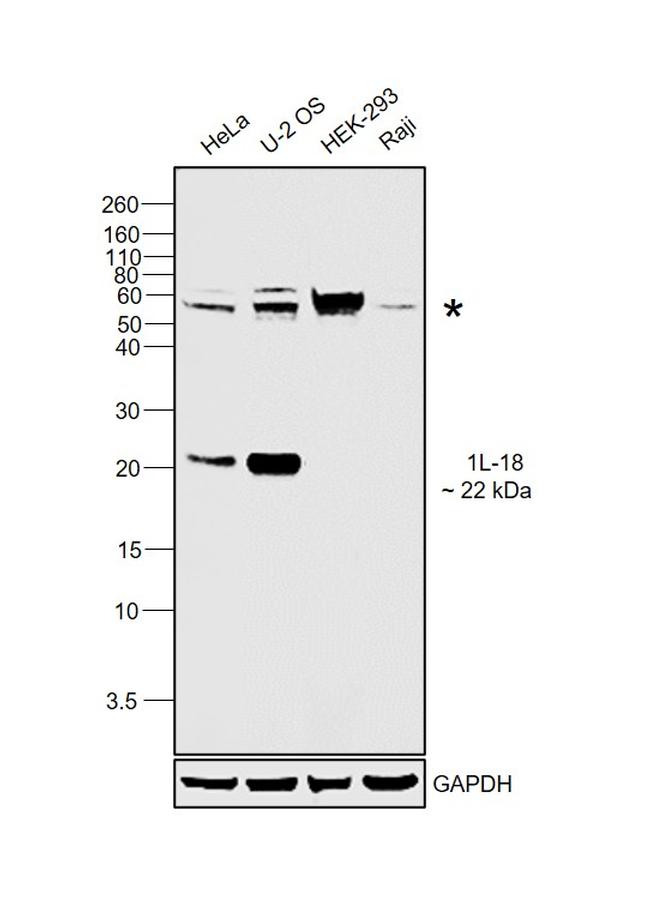 IL-18 Antibody in Western Blot (WB)