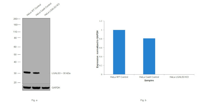 Galectin 3 Antibody