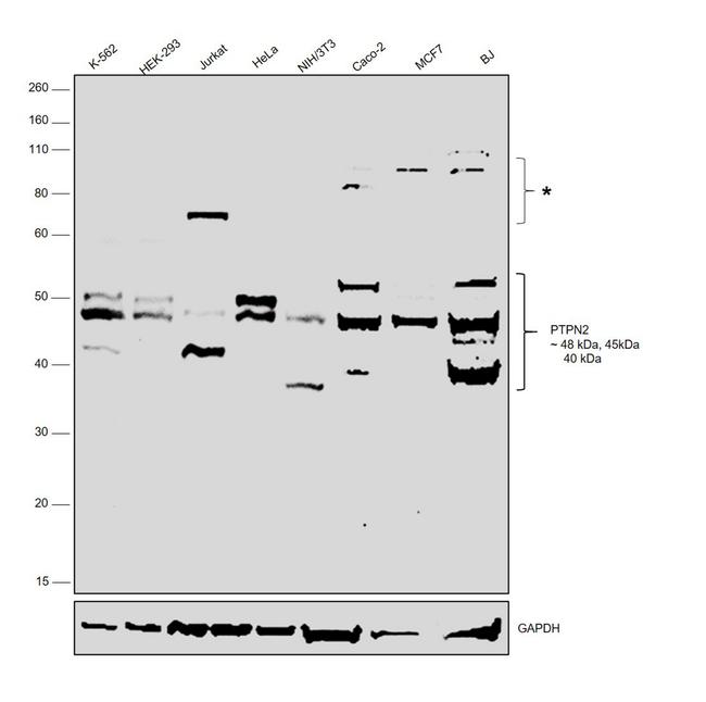 PTPN2 Antibody in Western Blot (WB)