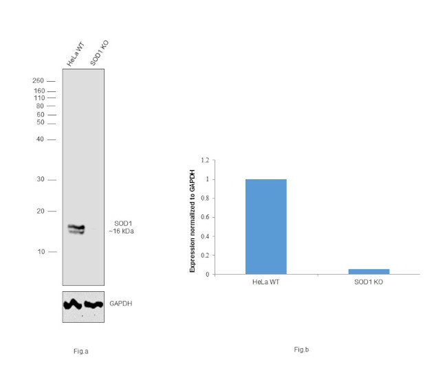 SOD1 Antibody