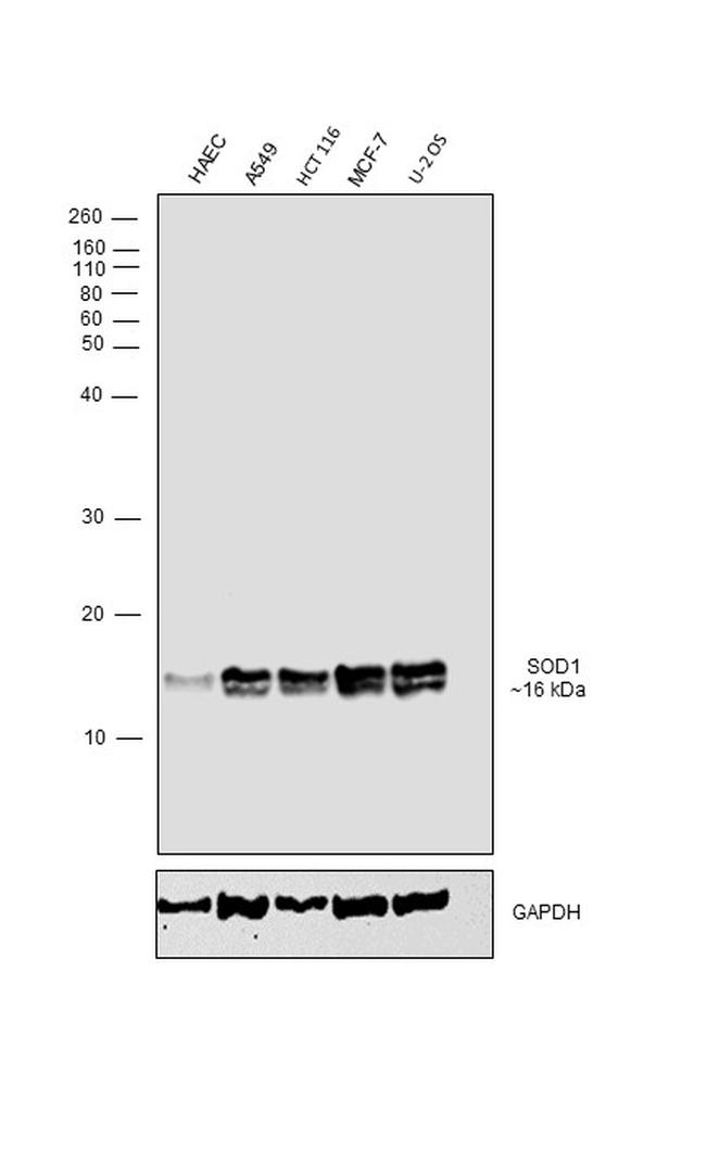 SOD1 Antibody in Western Blot (WB)