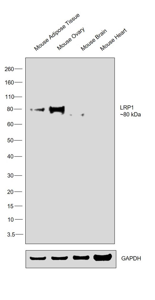 LRP1 Antibody in Western Blot (WB)