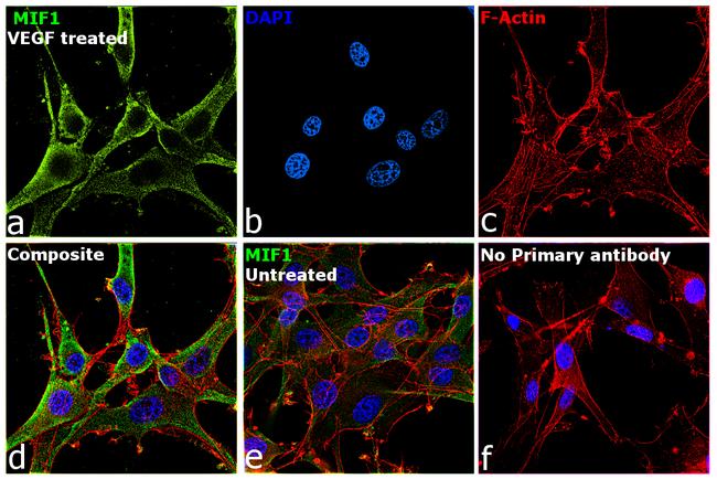 MIF Antibody