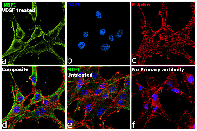 MIF Antibody in Immunocytochemistry (ICC/IF)