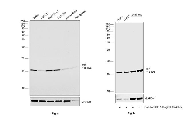 MIF Antibody in Western Blot (WB)