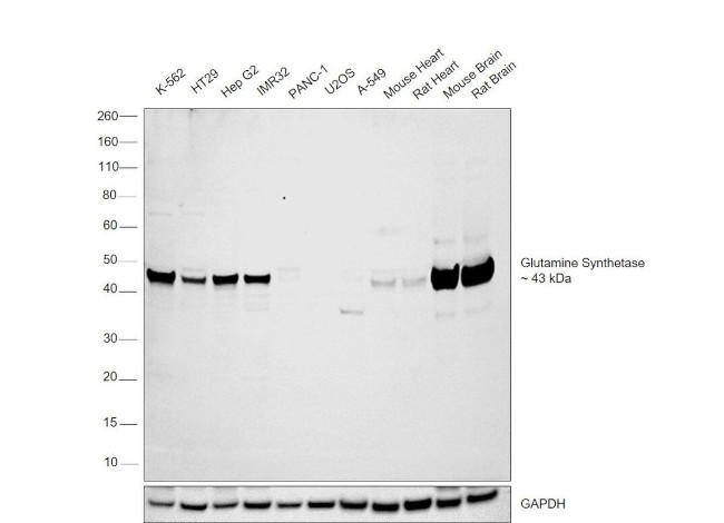 Glutamine Synthetase Antibody