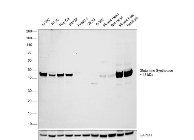 Glutamine Synthetase Antibody in Western Blot (WB)