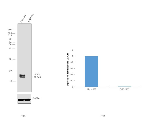 SOD1 Antibody