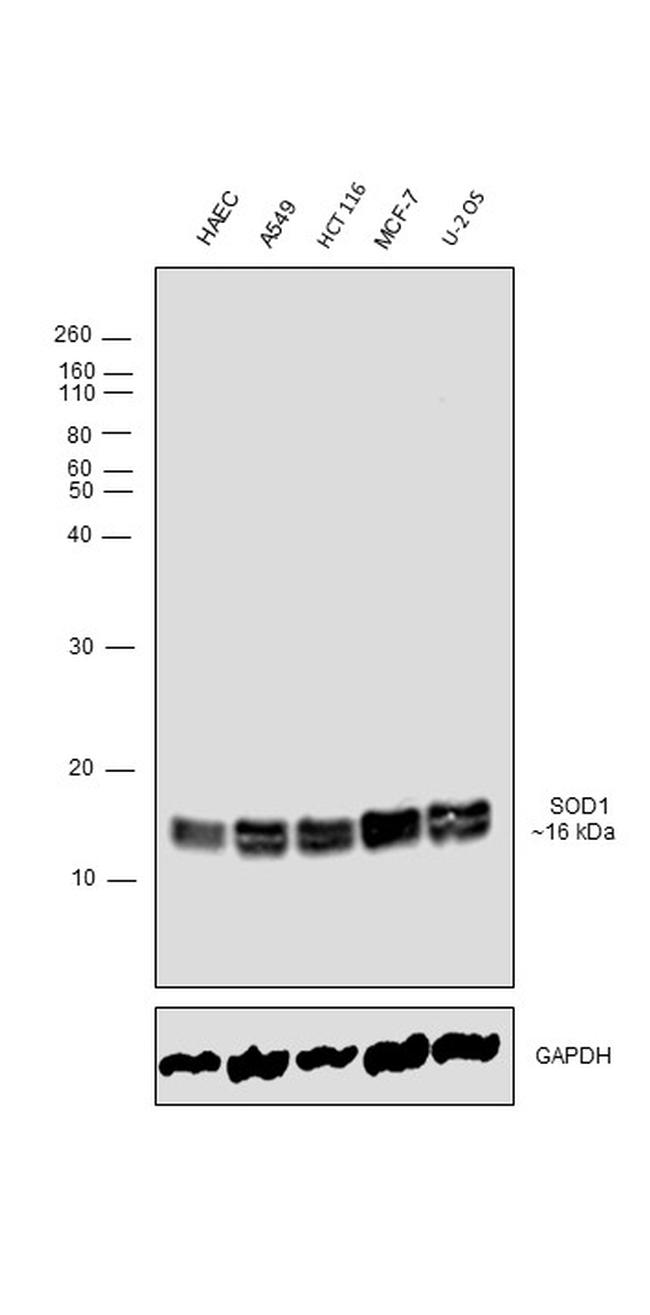 SOD1 Antibody in Western Blot (WB)