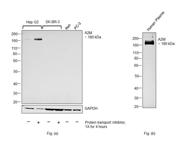 A2M Antibody in Western Blot (WB)