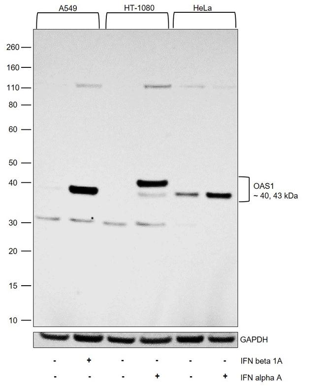 OAS1 Antibody in Western Blot (WB)