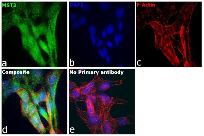 MST2 Antibody in Immunocytochemistry (ICC/IF)