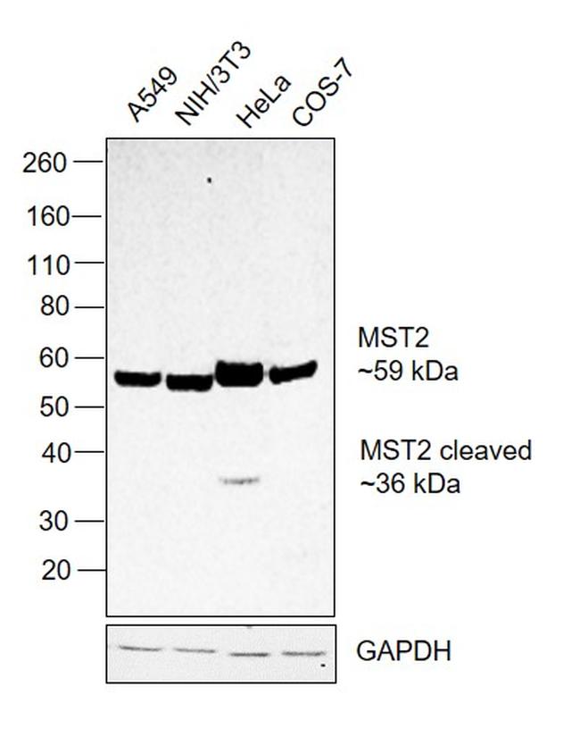 MST2 Antibody in Western Blot (WB)