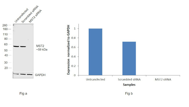 MST2 Antibody