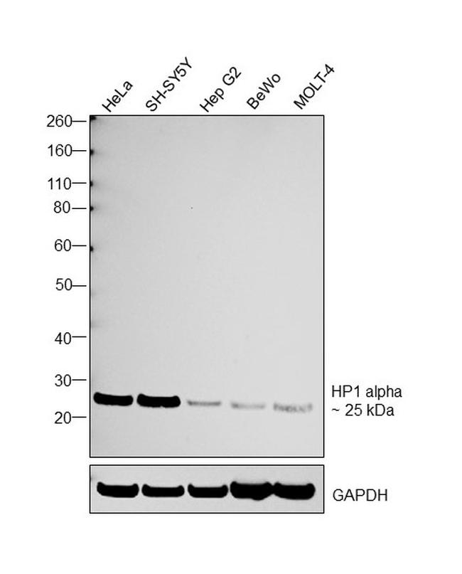 HP1 alpha Antibody in Western Blot (WB)