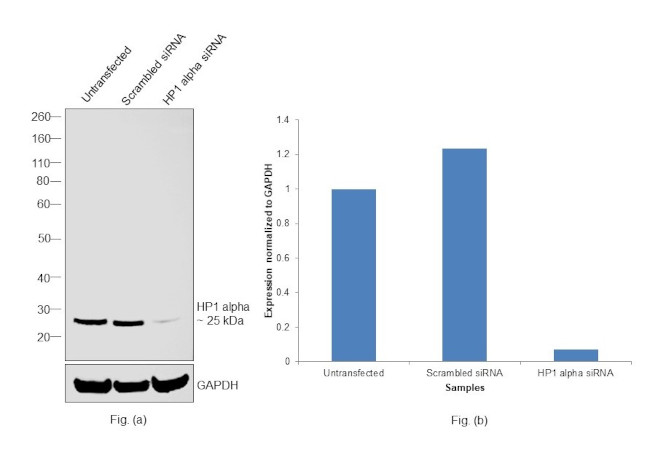 HP1 alpha Antibody