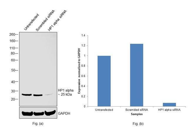 HP1 alpha Antibody in Western Blot (WB)