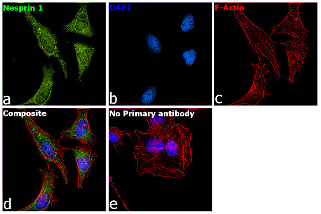 Nesprin 1 Antibody in Immunocytochemistry (ICC/IF)