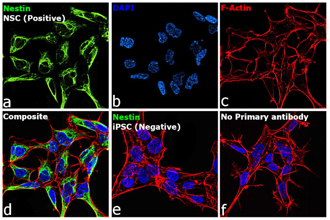 Nestin Antibody