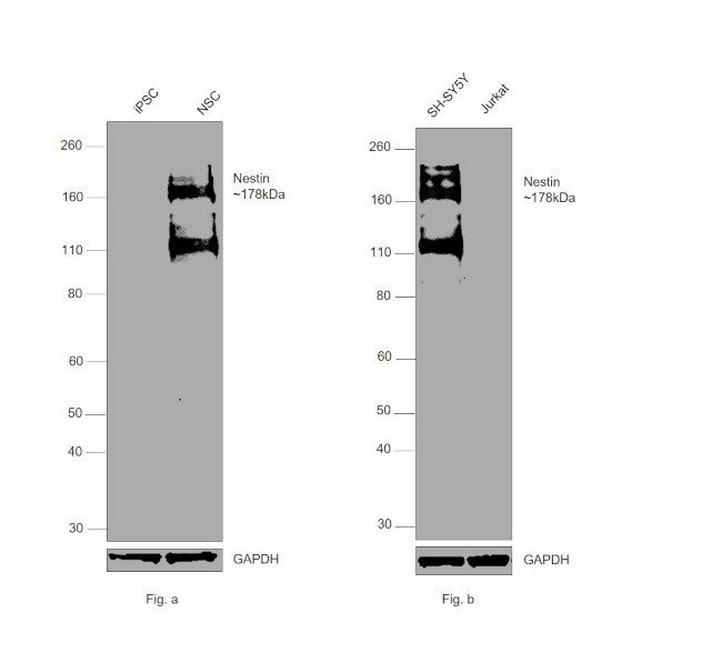 Nestin Antibody