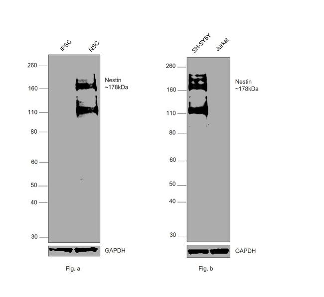 Nestin Antibody in Western Blot (WB)