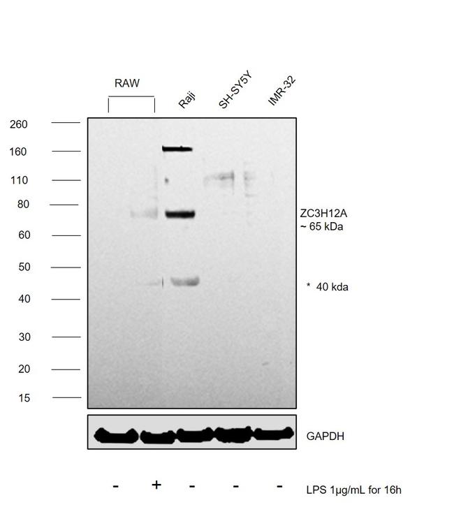 ZC3H12A Antibody in Western Blot (WB)