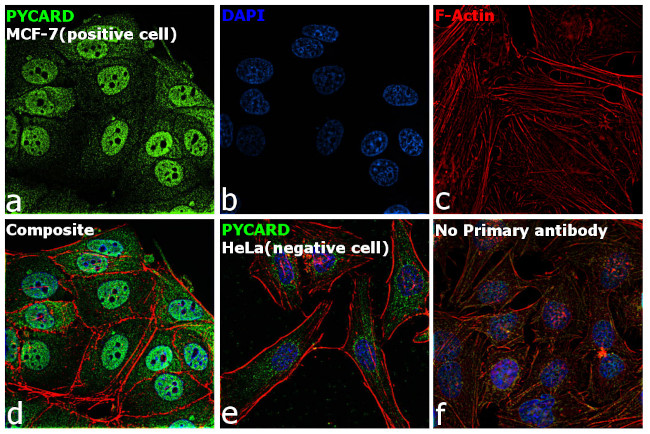 PYCARD Antibody