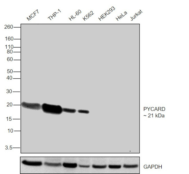 PYCARD Antibody