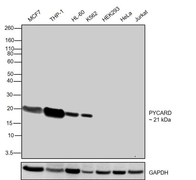 PYCARD Antibody in Western Blot (WB)