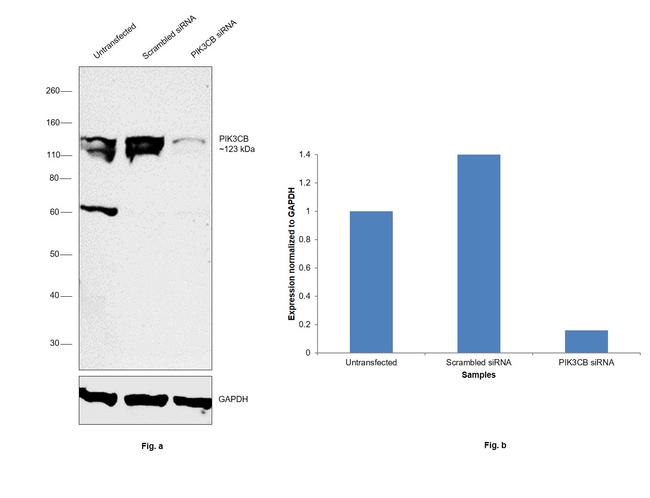 PIK3CB Antibody in Western Blot (WB)