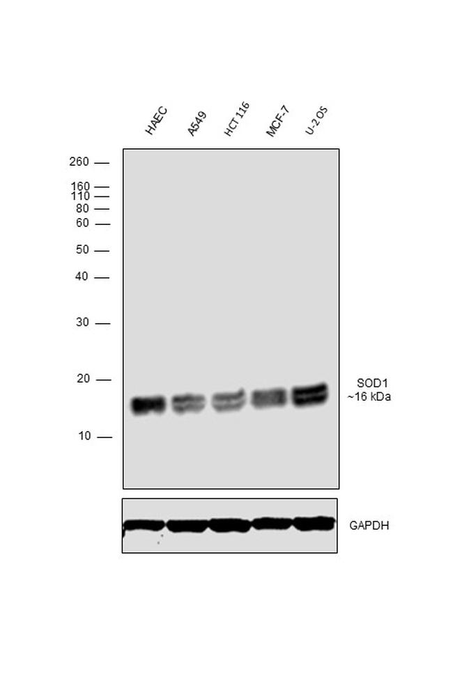 SOD1 Antibody in Western Blot (WB)