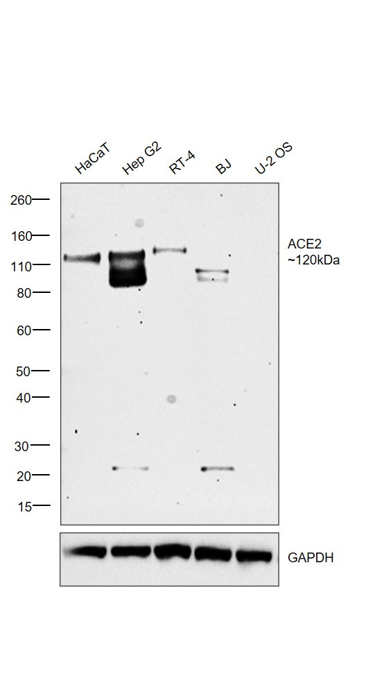 ACE2 Antibody