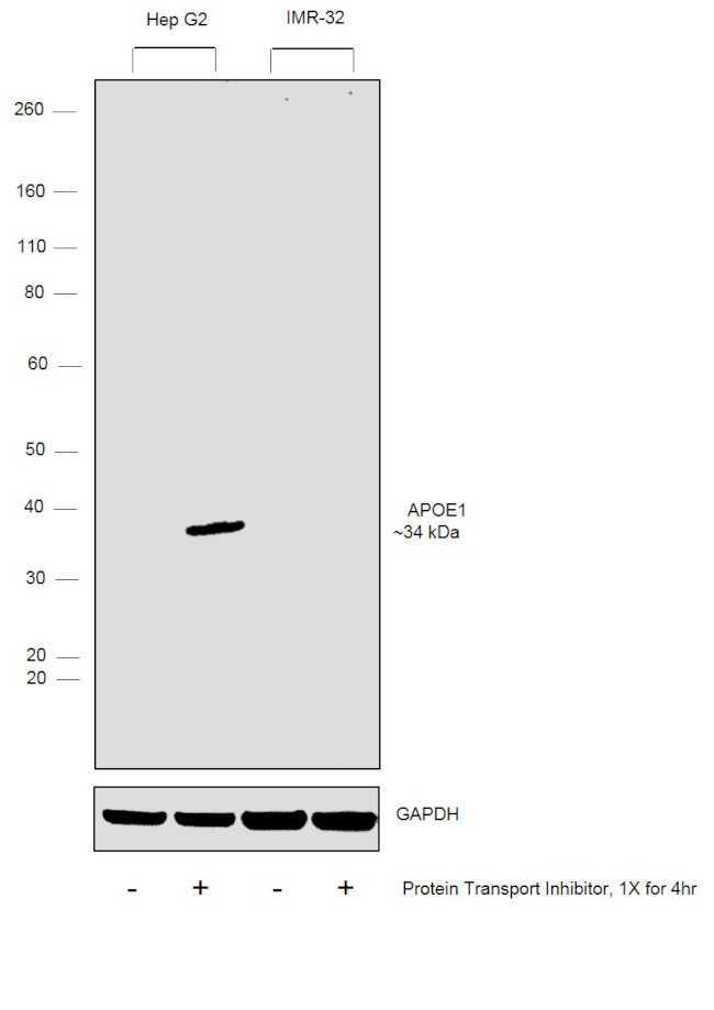 APOE Antibody