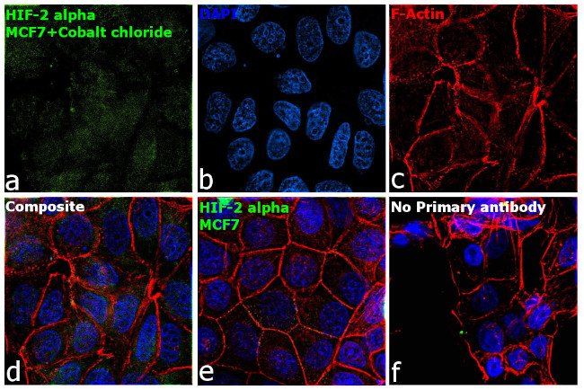 HIF-2 alpha Antibody in Immunocytochemistry (ICC/IF)