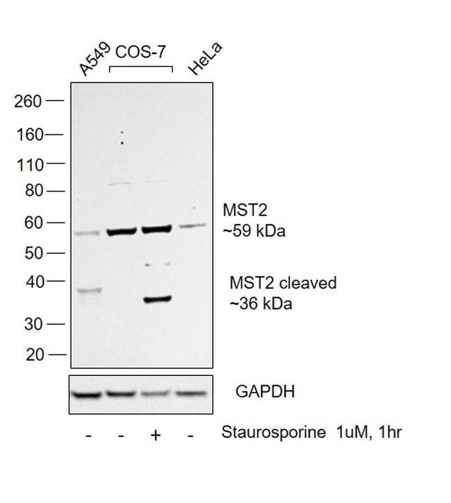 MST2 Antibody in Western Blot (WB)