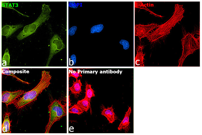 STAT3 Antibody in Immunocytochemistry (ICC/IF)