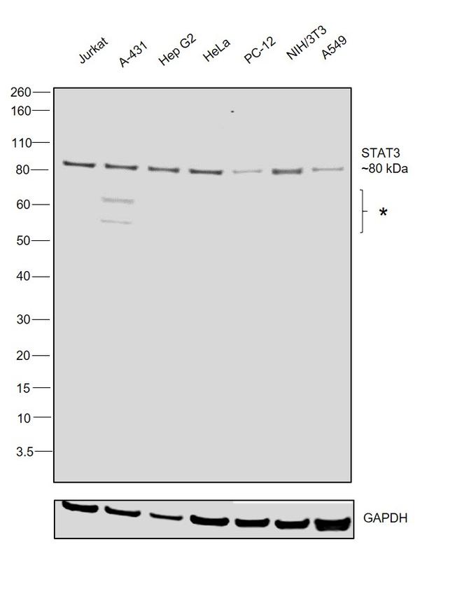 STAT3 Antibody in Western Blot (WB)