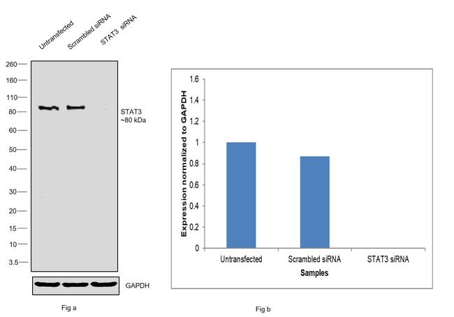 STAT3 Antibody in Western Blot (WB)