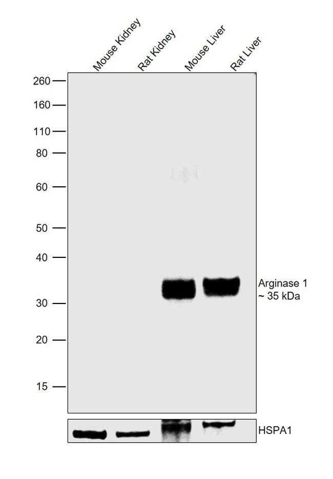 Arginase 1 Antibody in Western Blot (WB)