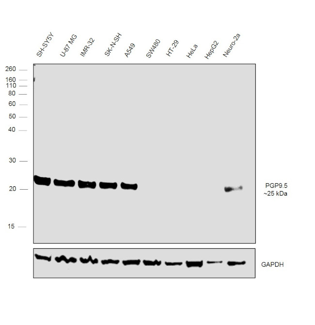 PGP9.5 Antibody