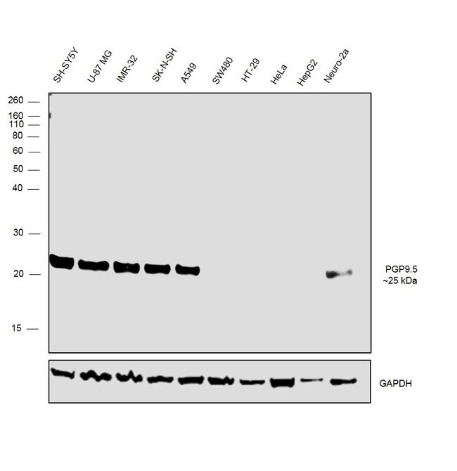 PGP9.5 Antibody in Western Blot (WB)