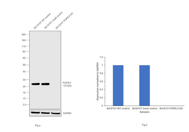 PGP9.5 Antibody