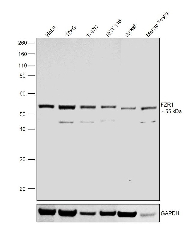 FZR1 Antibody in Western Blot (WB)