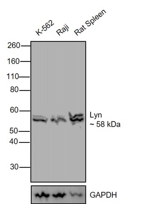 Lyn Antibody in Western Blot (WB)