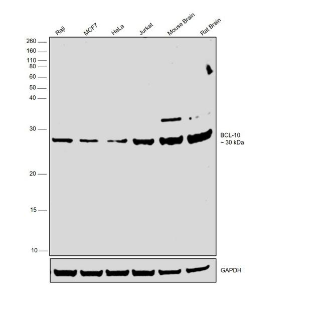 Bcl-10 Antibody in Western Blot (WB)