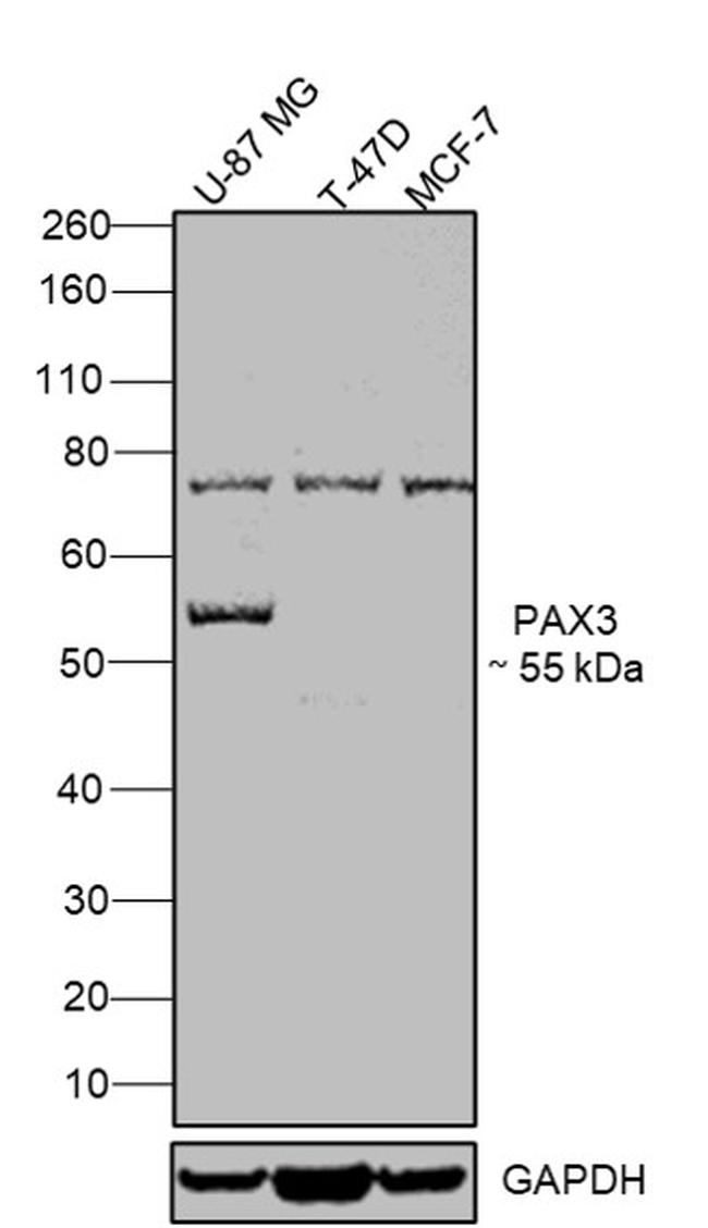 PAX3 Antibody in Western Blot (WB)